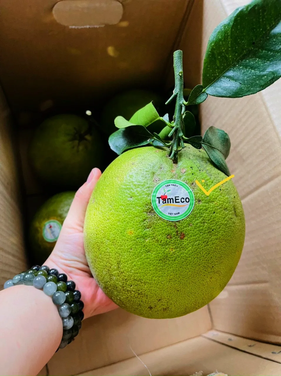 Vietnam All season TamEco The Product Grapefruit Fresh Green Organic Pomelo With Sweet Light Sour Taste 1.4 kg