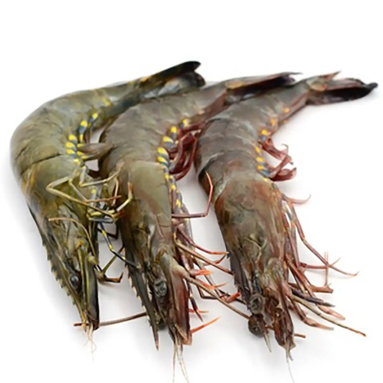 Frozen Shrimp brands with good factory price / SEAFOOD Top Quality Cold Water Shrimp