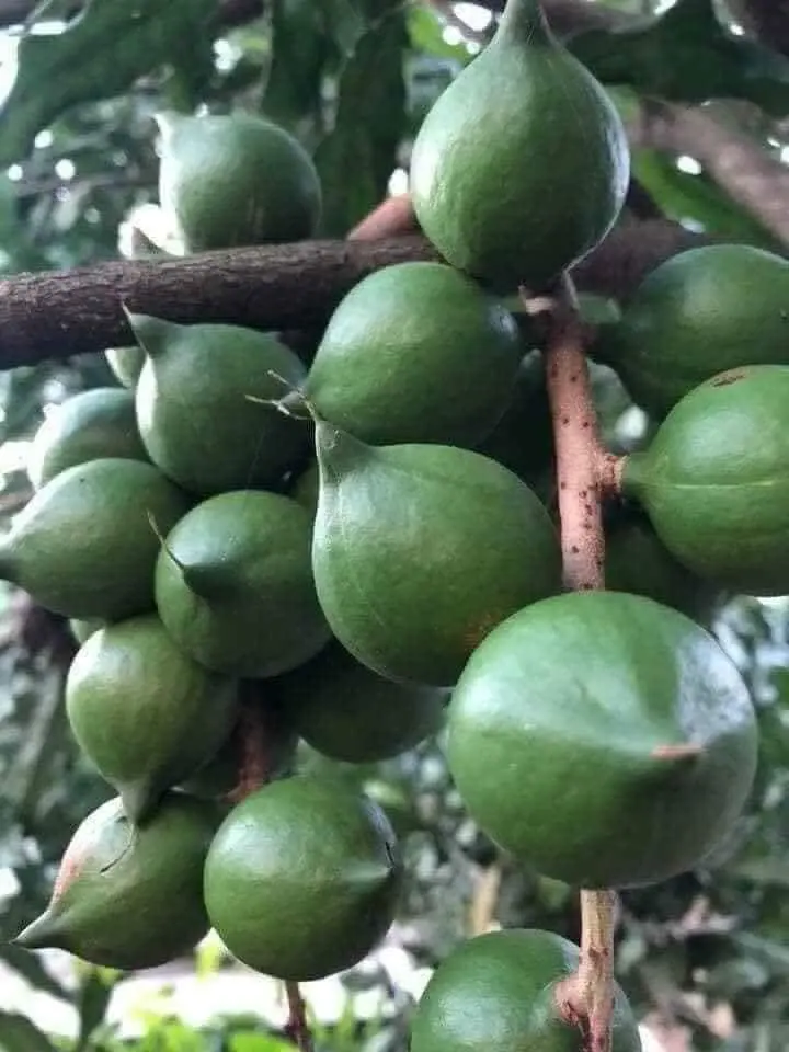 Premium Wholesale Macadamia nuts