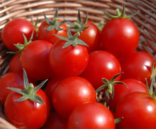 
Свежие помидоры по дешевой цене от опытным экспортером  (1700006735000)