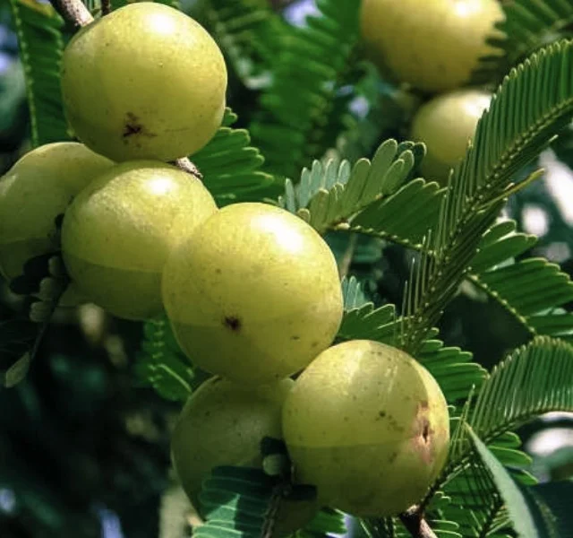 
Fresh India Gooseberries Fruit Emblica High Vitamin c Quality Tropical Fruit Hot Selling Thailand Fruit Export 