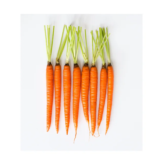 
New Crop Fresh Carrots Best Selling In Reasonable Price 