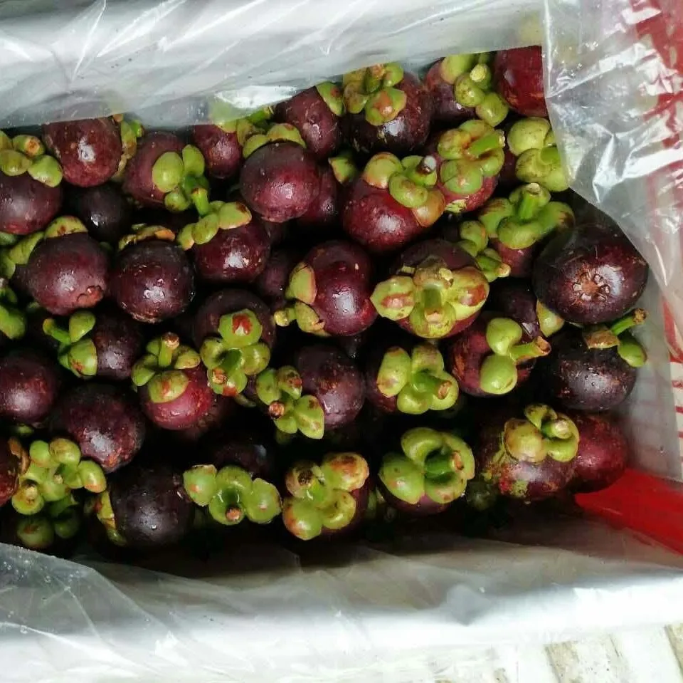Viet Nam Farm Organic - Mangosteen Fruit International Standards