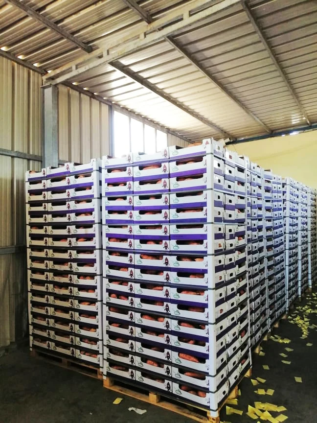 Свежий сладкий картофель из египта beauview новый урожай 2021/2022 (Непревзойденная цена)