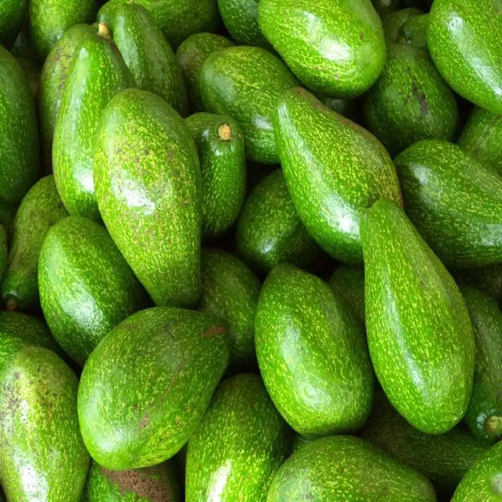 
100% Fresh Avocado /Frozen Avocado Best Price and Quality 