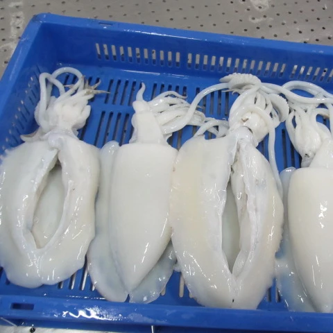 
Frozen Cuttlefish Frozencuttlefish Frozen Cuttlefish Tentacle 