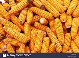 Сладкая кукуруза, Королевский желтый Кошерный стиль, солнечный цвет, режущий гастрономический контейнер, вес, июль, происхождение