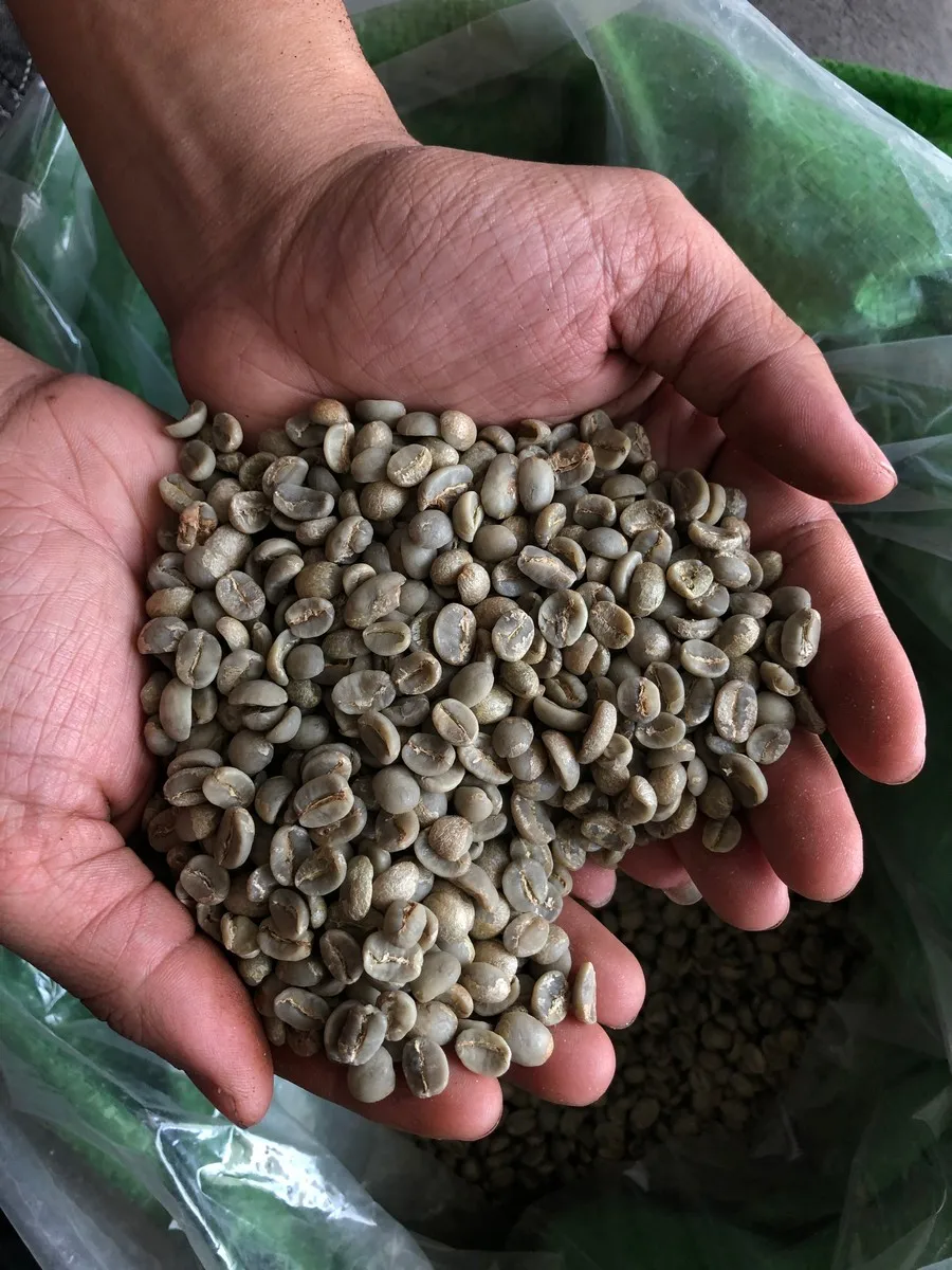 Высококачественный новый урожай 2021 Lowland Arabica - Wet S16 кофе вьетнамские кофейные зерна