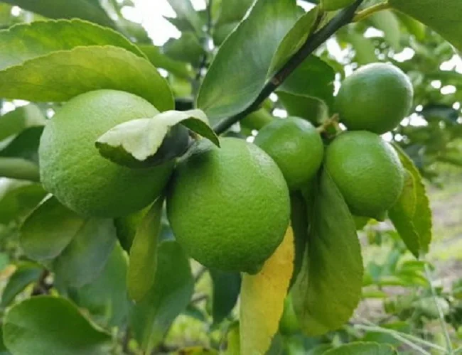Supplying fresh lime with seed/seedless from Vietnam with top quality _Vikafoods (+84983028718)