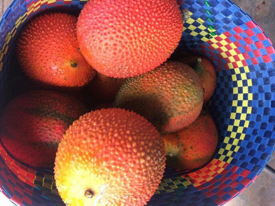  Порошок Gac от профессионального производителя мисс Хлоя WhatsApp: + 84 919 247 730