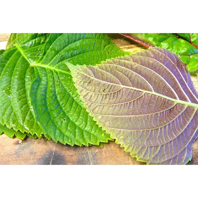 Fresh Vietnam Beefsteak plant / Best quality for wholesale / Quick response and cheap price