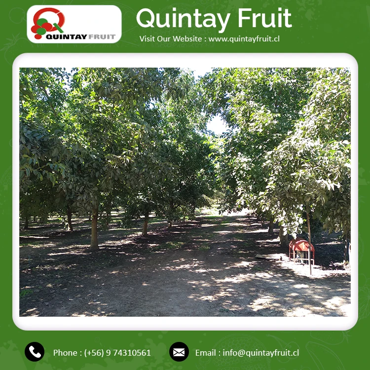 Шелковистые недорогие грецкие орехи по оптовой цене высококачественные шелковистые с дополнительной легкостью