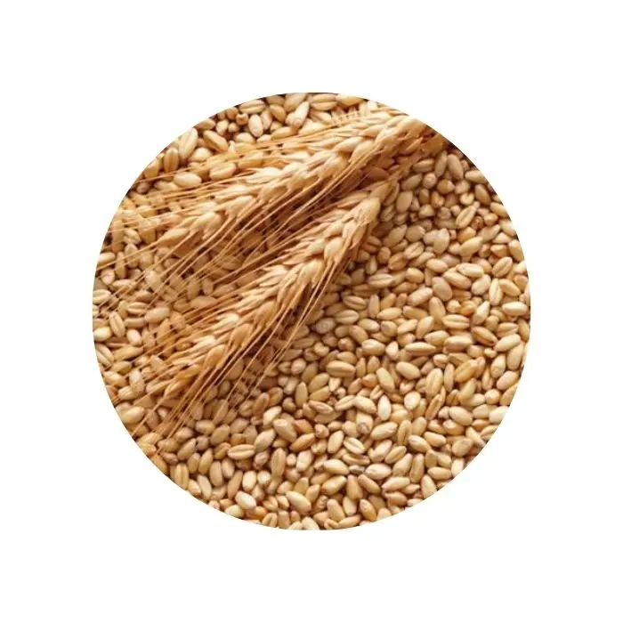 We Sell 100% Pure High Quality Wheat, At Low Price...