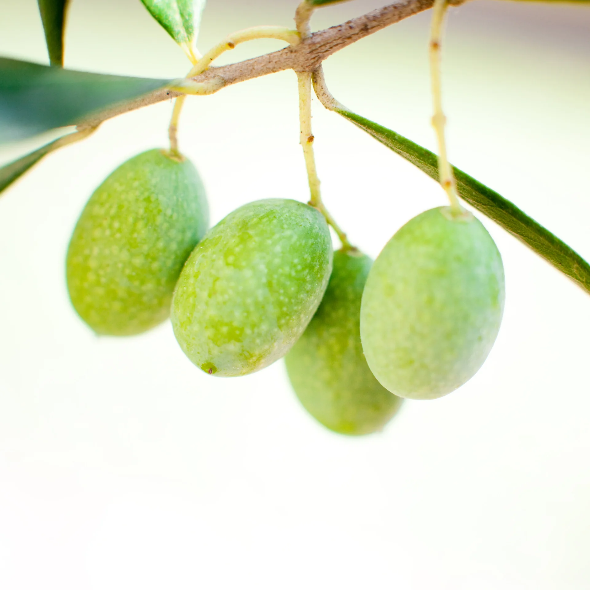 Olives - High quality
