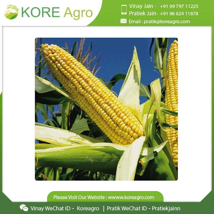 
Top Selling Premium Quality Corn Maize 100% Natural Fresh Animal Feed Corn India Supplier 