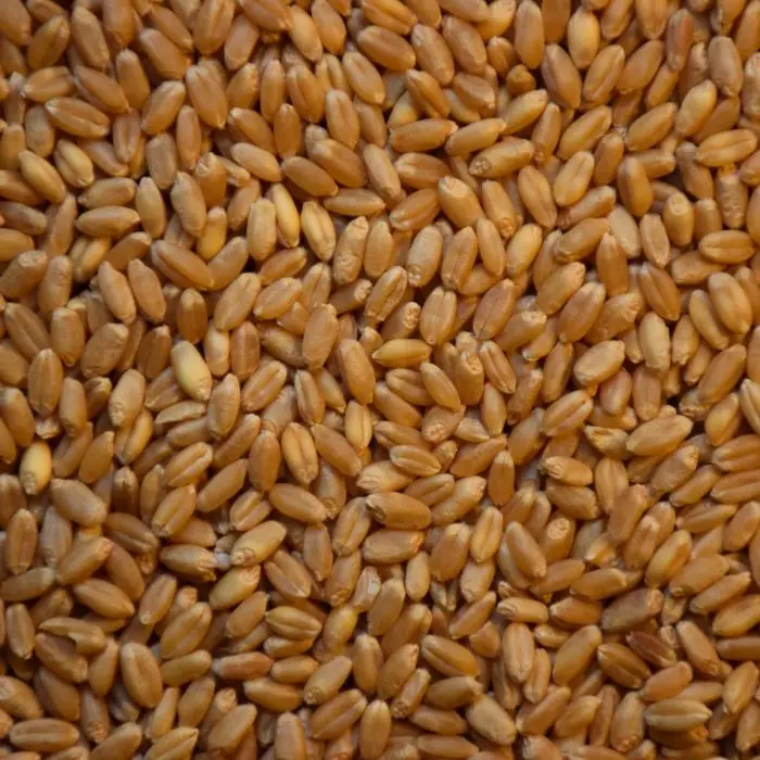 winter_wheat_seed_2.jpg