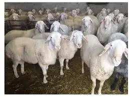 
Dorper Ewe Sheeps and Lambs For Sale 