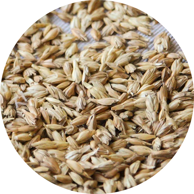 Spelt Grain Hulled Type Unpolished Origin Ukraine