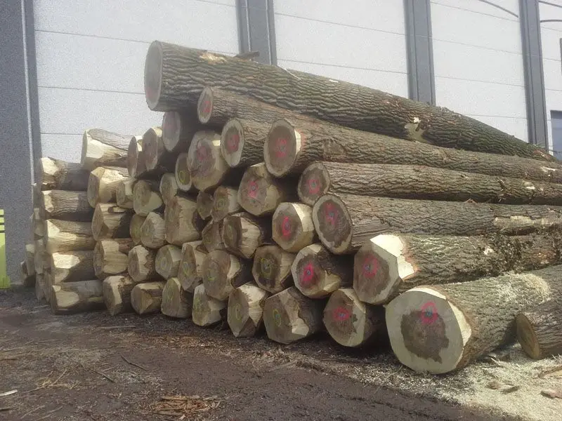 Birch/ Oak/ Maple Sawn Lumber, 75 mm