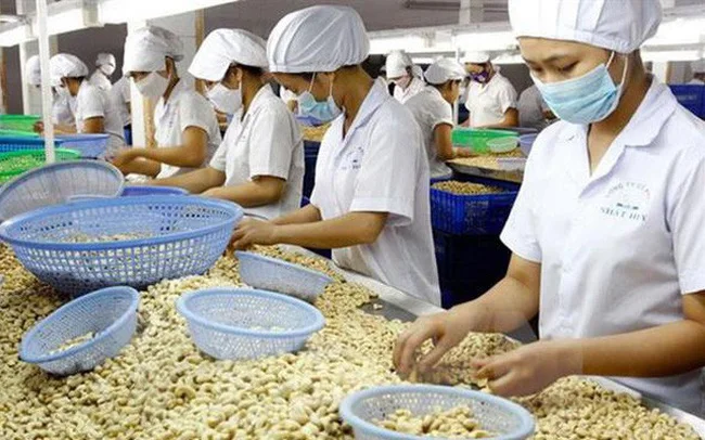 Made in Vietnam Raw Cashew Nuts In Shell Cashew Dryfruits