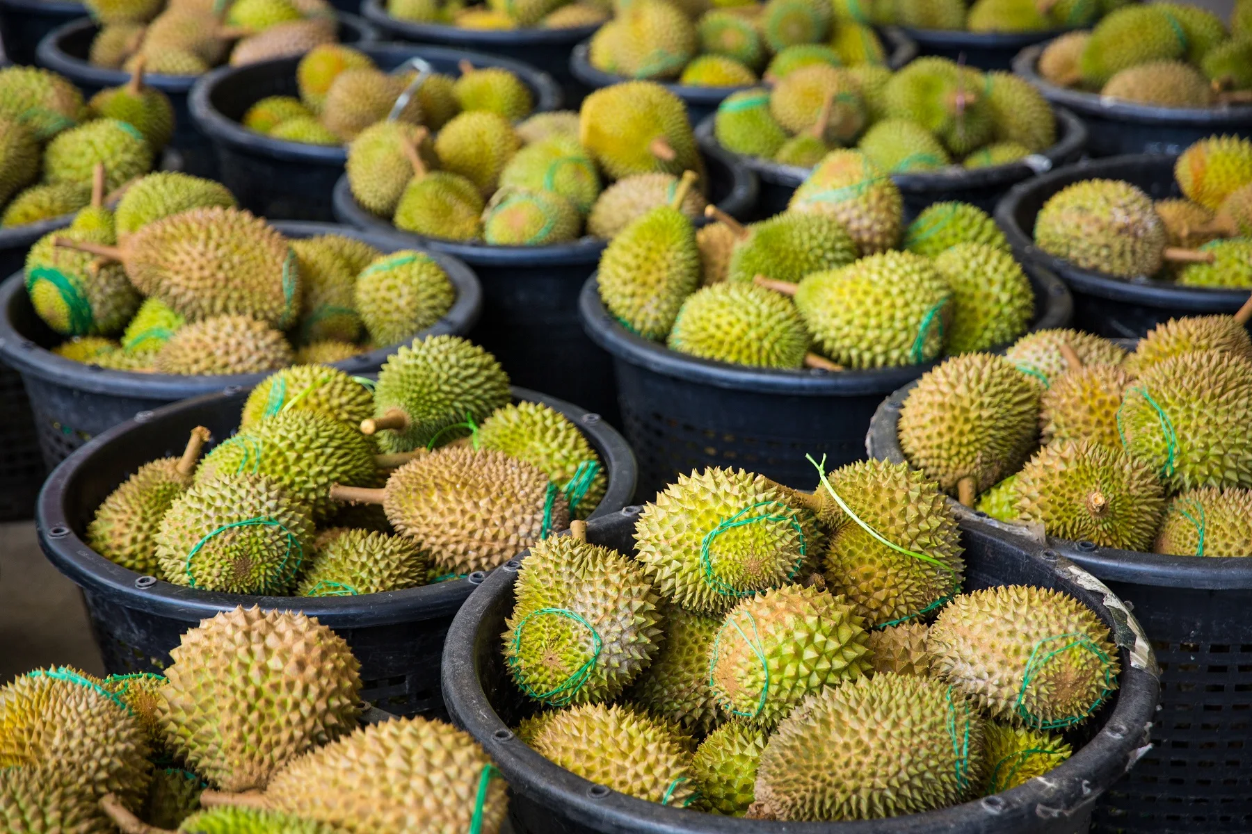 High Quality Fresh Durians IOI AA D168 from Top Malaysia Durian Fruit Supplier HALAL