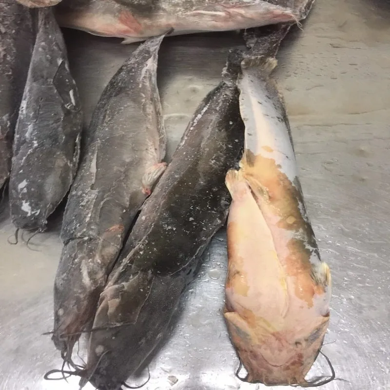 Good Sale Export Whole Round 1- 2kg Land Frozen Catfish