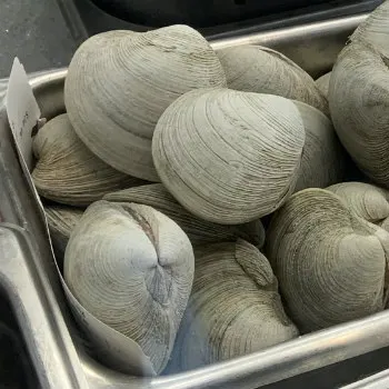 Сушеные морские свежие морепродукты замороженные/консервированные водоросли Лидер продаж питательные ракушки