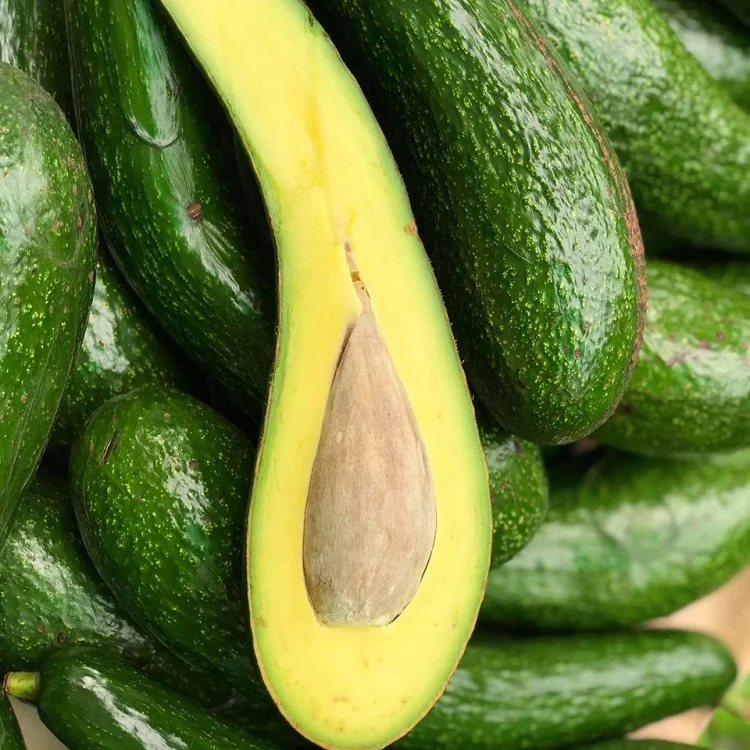 FRESH LONG NECK AVOCADO 034 VIETNAM NEWEST CROP 2021