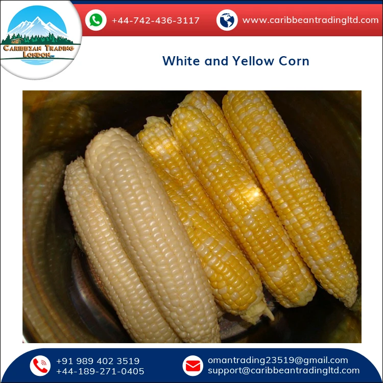 
Top Quality Bulk Glutinous and Dried White and Yellow Corn for Sale 