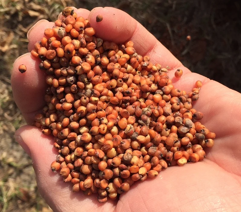 
High Quality Red Sorghum Available at Attractive Price 