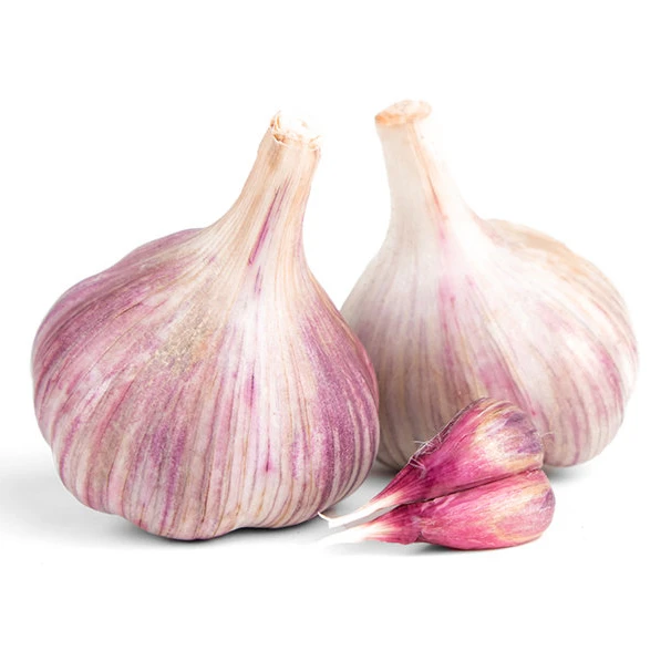 Fresh Garlic Price Bulk Garlic for Sale Garlic from China Factory Pure White Style Packing Organic Weight Origin Type Size Rough