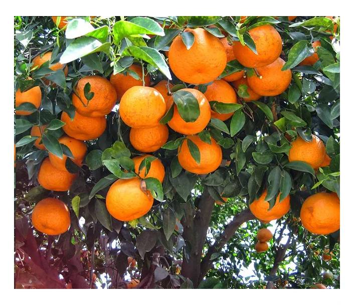 Cheap Price  Pakistan Famous Brand mandarin orange Kinnow Malta Whole sale