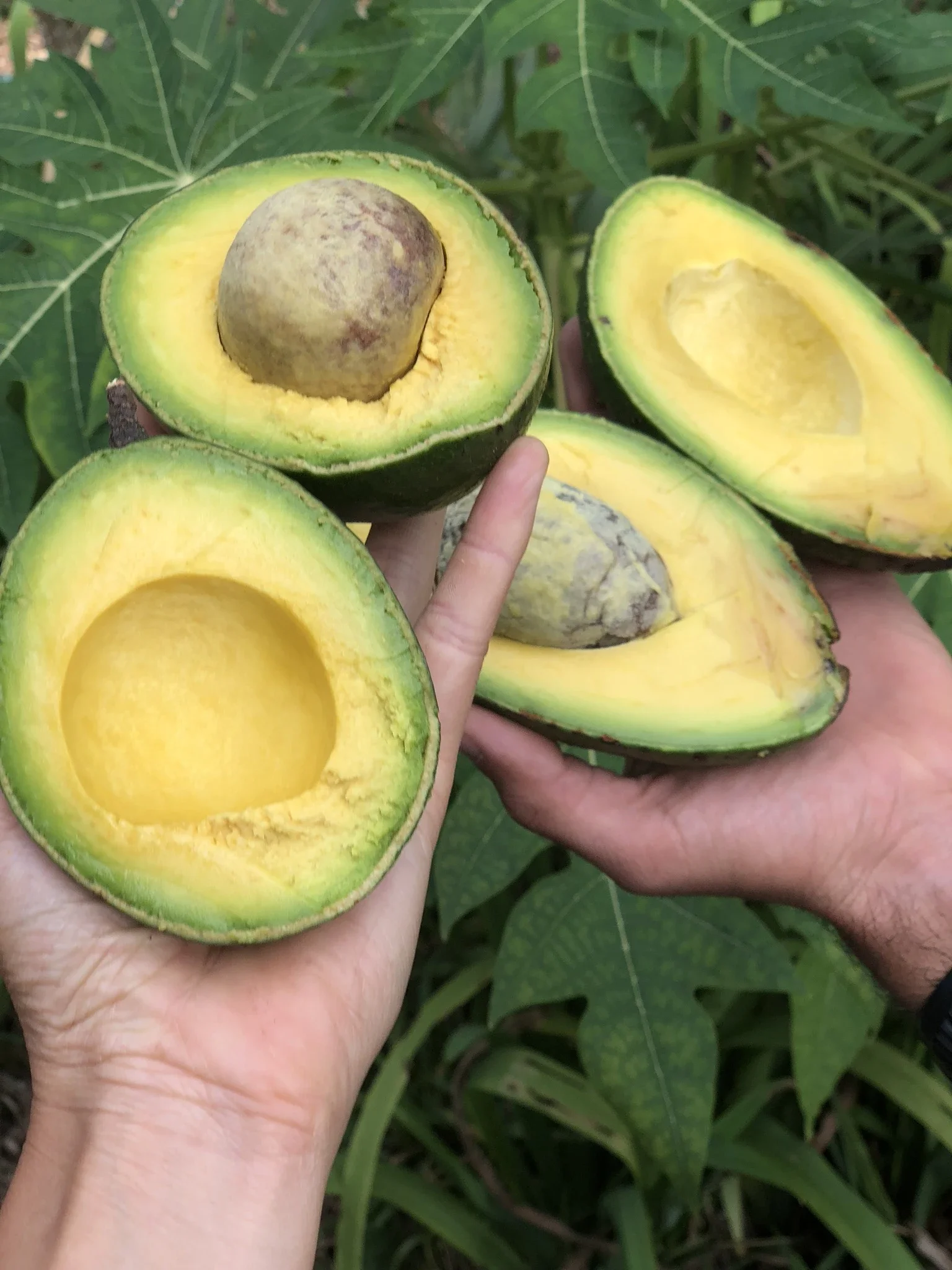 FRESH AVOCADO - PREMIUM QUALITY FOR SALE