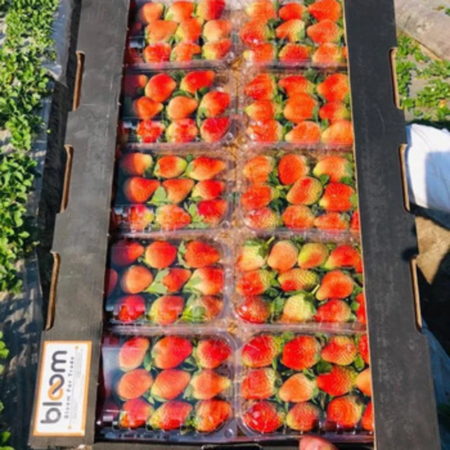 red strawberry packing