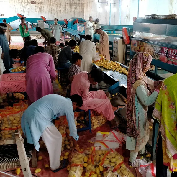 Fresh Holland Potato in Mesh Pack