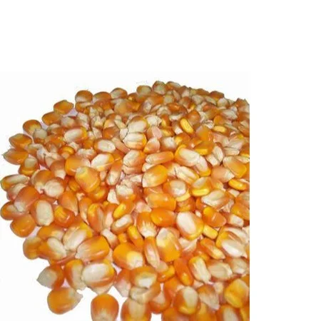 
Mexico Yellow Corn For Sale 
