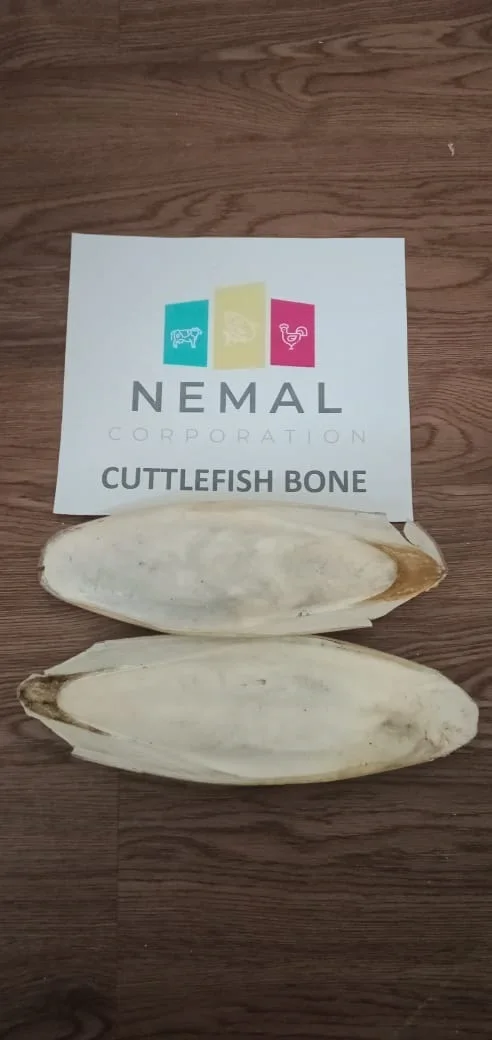 
Export Quality Cuttlefish Bone (Dried) 