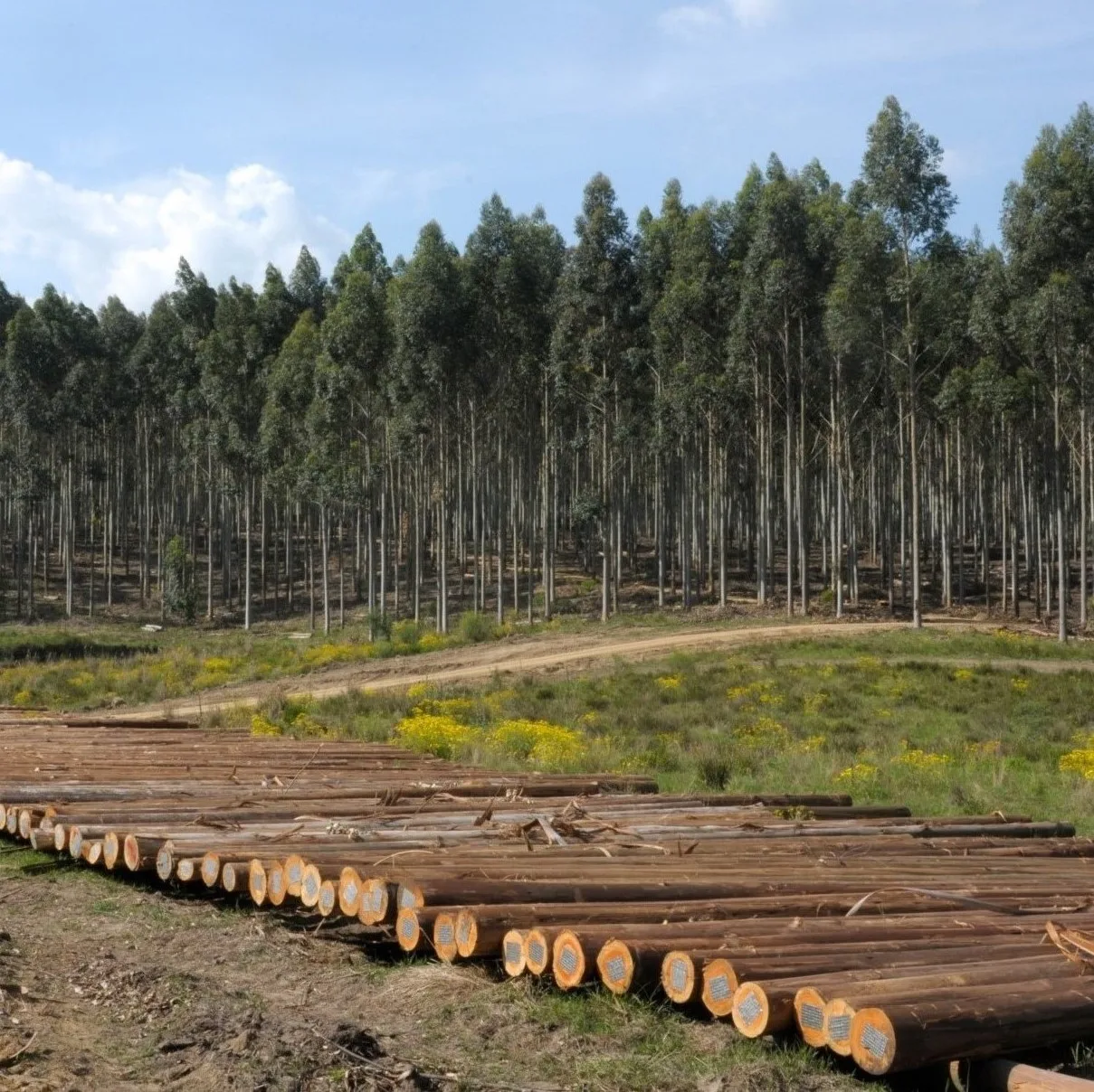 100% натуральные деревянные бревна из дуба/пиломатериалы по лучшей цене доступные для продажи