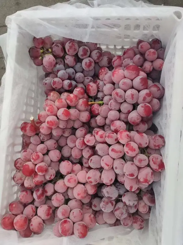  Оптовая продажа сладкий свежий фруктовый стол без семян зеленый фиолетовый виноград на экспорт