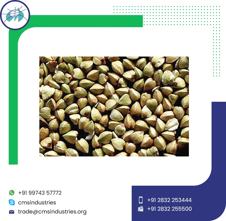 Индийские низкие цены, Семена Гречихи