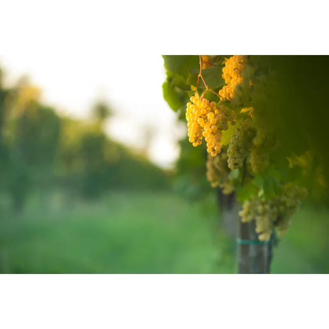 Special for party Sparkling Wine Pinot Brut I Feudi di Romans 0,75 L Sparkling Wine Bottle of Wine