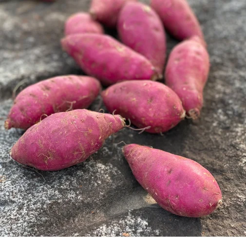  Лидер продаж экспорт // японский сладкий картофель во Вьетнаме для оптовой продажи только $1/ Ms Sofia + 84 789946878