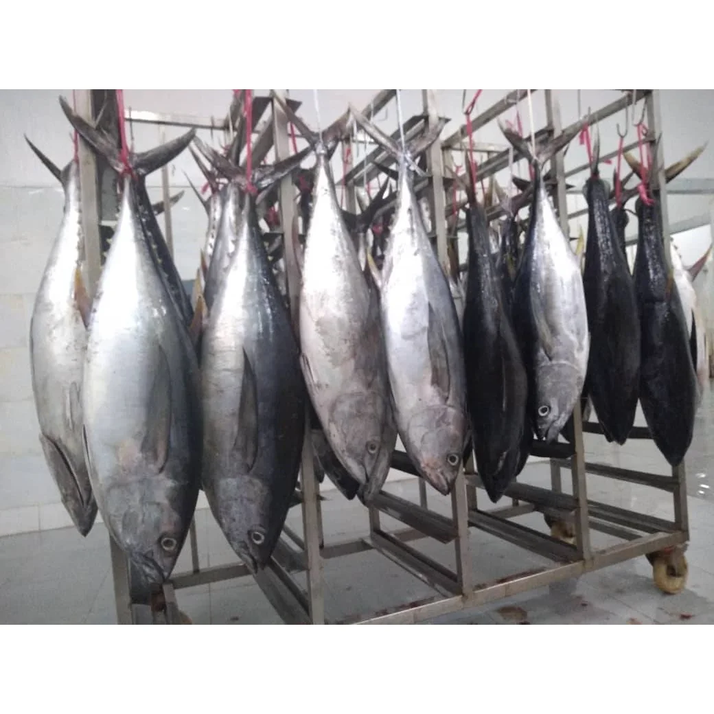 
Yellowfin Frozen Tuna Whole Round With Low Sodium Low Salt Size 1kg-9kg 