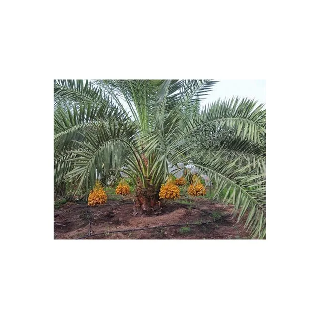 Phoenix dactylifera Arab Khajoor Premium Barhee Date Fruit Tree Plant