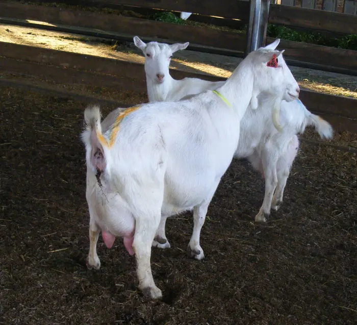 Low price Milking Saanen Goats