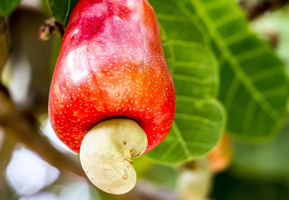 Roasted cashew nut w320 Vietnam cashew nut kernel salted cashew nut HACCP, ISO 22000:2018