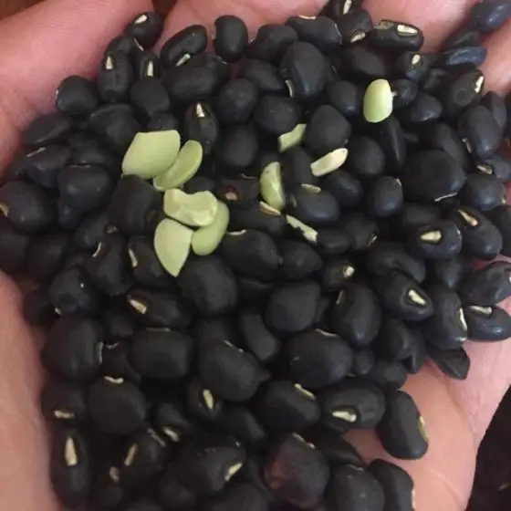 
White Kidney Beans, White Pea Beans 