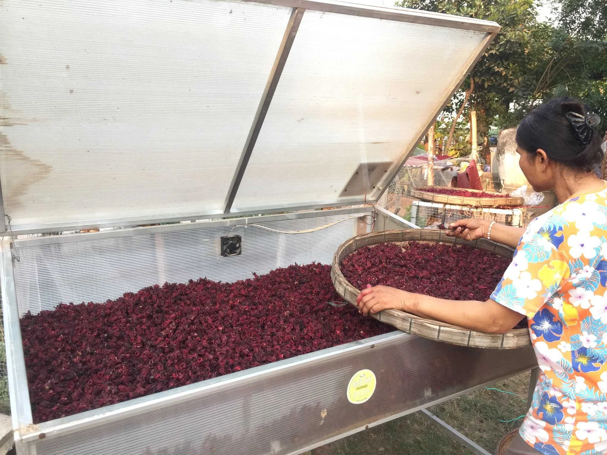 
Organic Dried Roselle From Thailand 