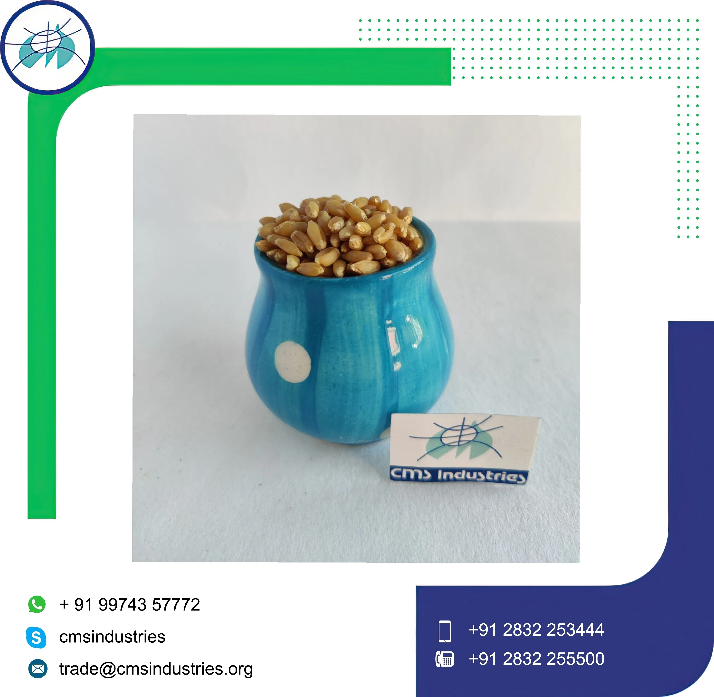 Гомогенная Пшеница локвана