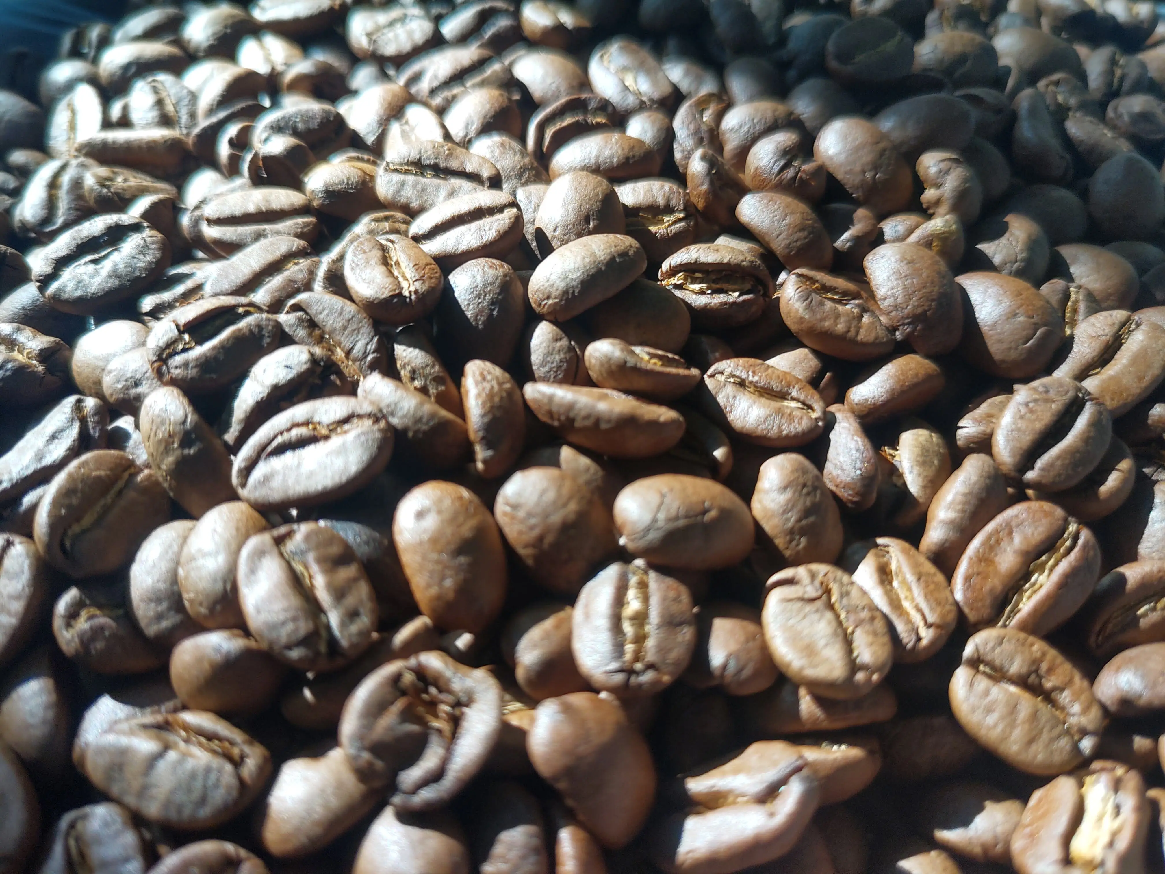 Оптовая цена, жареные кофейные зерна, зеленые кофейные зерна, кофейные зерна